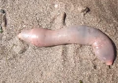 Vermes pênis invadem praia e quebram internet como assunto mais comentado