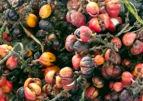 Merenda escolar indígena tem R$ 1,7 milhão em chamada pública no Amazonas