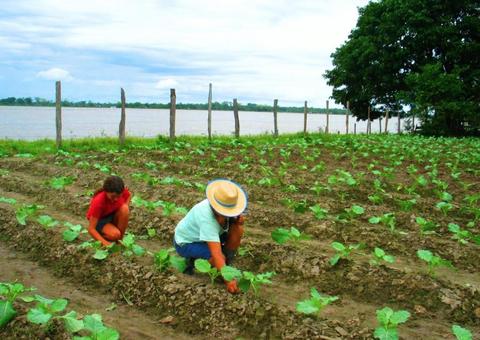 Mais de 50 municípios do Amazonas registram crescimento no PIB 