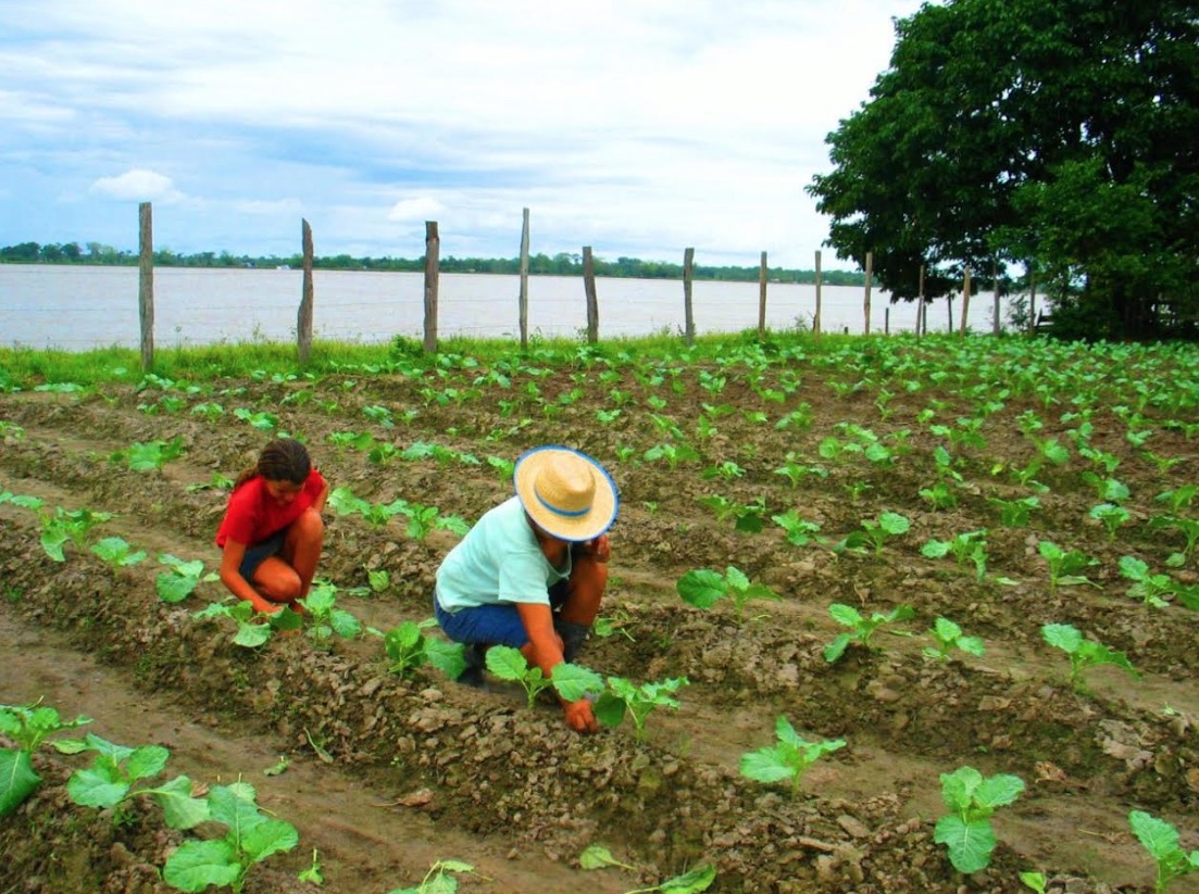 Mais de 50 municípios do Amazonas registram crescimento no PIB 