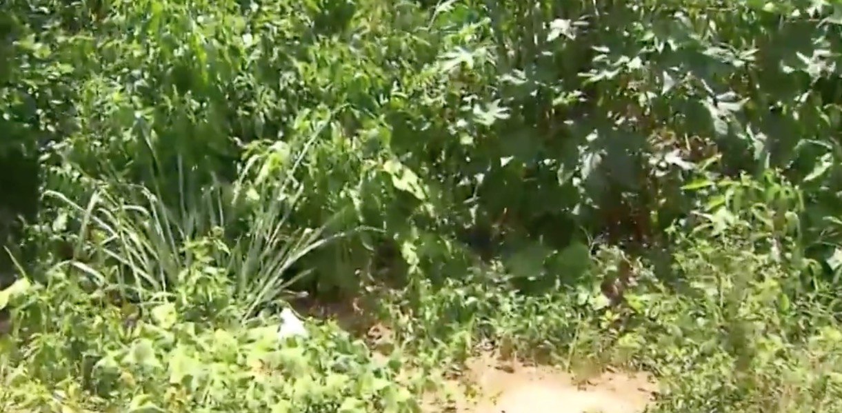 Quatro motoristas de app são brutalmente assassinados em chacina  