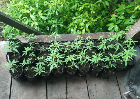 No Amazonas, polícia apreende 32 pés de maconha em quintal de residência