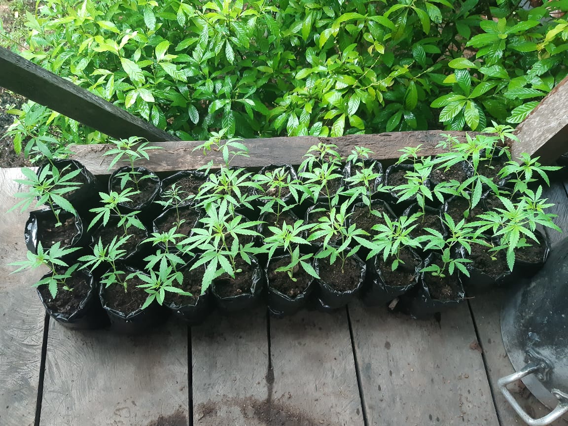 No Amazonas, polícia apreende 32 pés de maconha em quintal de residência