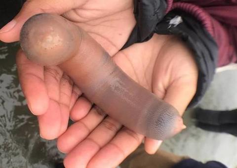 Peixe com formato de pênis causa euforia em praia turística