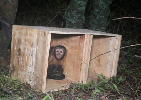 Animais silvestres são devolvidos à natureza no Amazonas 