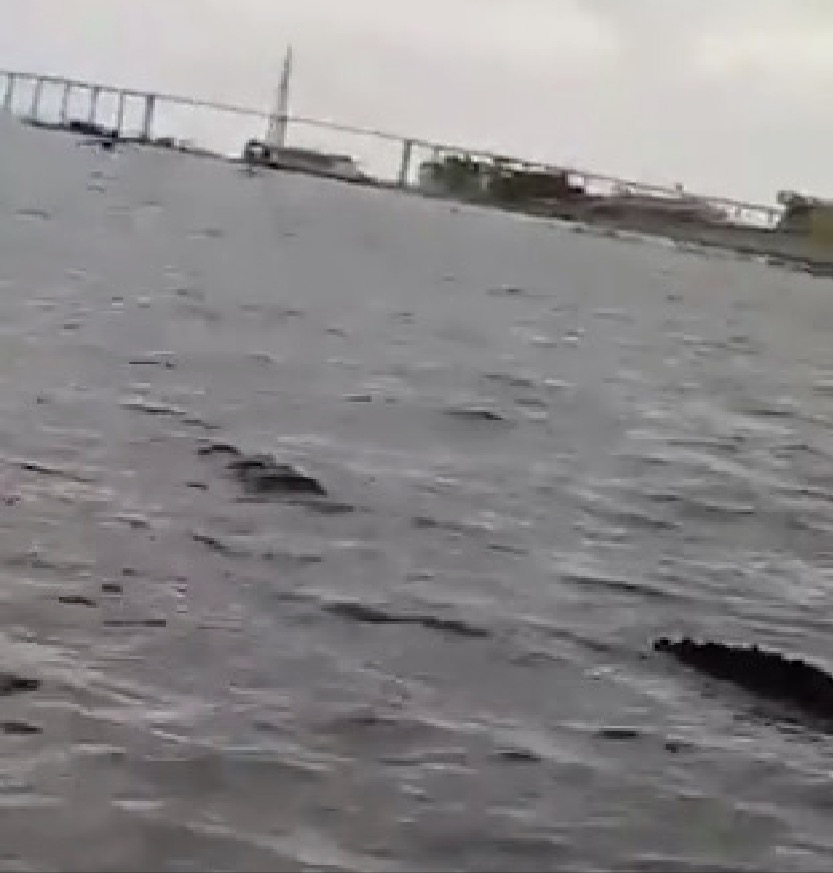 Vídeo mostra jacaré gigantesco na superfície do Rio Negro, em Manaus  