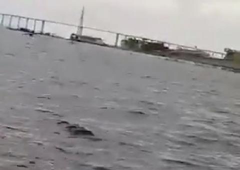 Vídeo mostra jacaré gigantesco na superfície do Rio Negro, em Manaus  