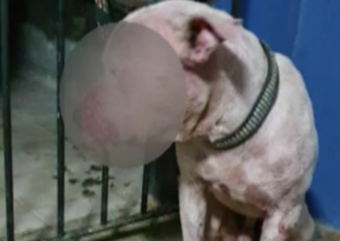 Churrasco de cachorro é encontrado em rinha de cães; 40 pessoas são presas 