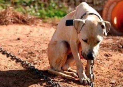Comissão analisa projeto que aumenta pena para maus-tratos a animais