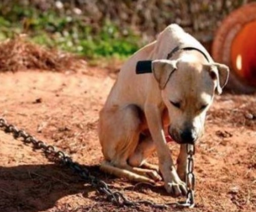 Comissão analisa projeto que aumenta pena para maus-tratos a animais