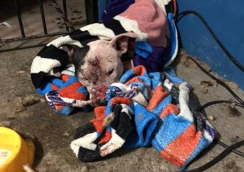 Churrasco de cachorro oferecido em rinha também era consumido por outros cães