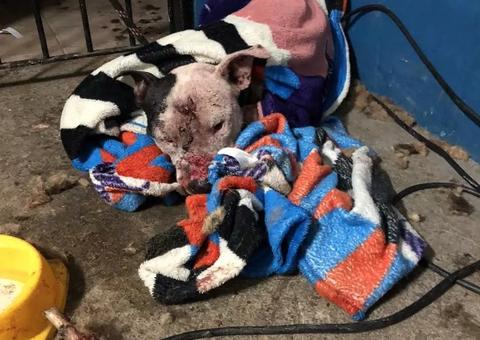 Veterinário amazonense é um dos 41 presos em rinha de cães; saiba quem é