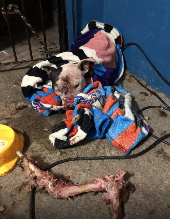 Veterinário amazonense é um dos 41 presos em rinha de cães; saiba quem é