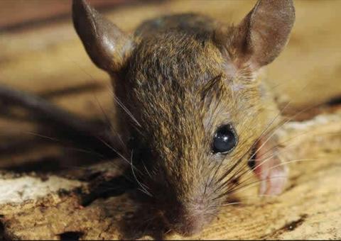 Ratos roem cabos de fibra ótica e deixam cartórios sem sistema