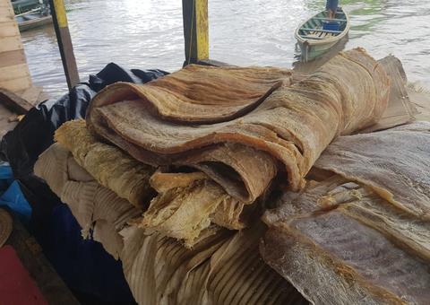 Mais de 30 toneladas de peixes são apreendidas em operação no Amazonas