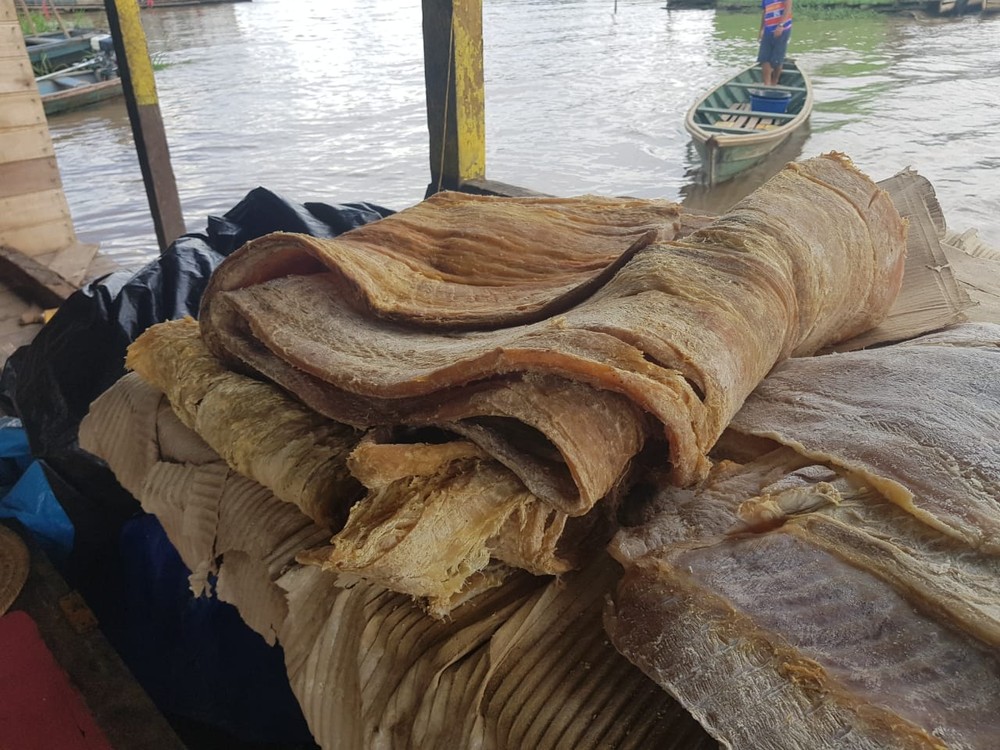 Mais de 30 toneladas de peixes são apreendidas em operação no Amazonas