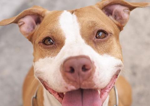 Falso veterinário é preso no momento em que iria cortar orelha de pitbull