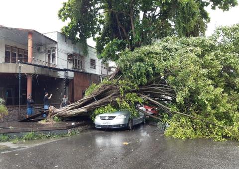 Árvore cai em cima de carro e deixa trânsito lento no Centro de Manaus 