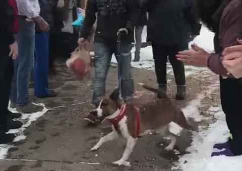 Cadela é adotada após dois anos de espera e recebe homenagem em abrigo