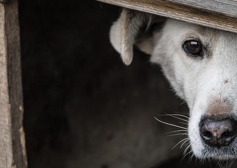 Campanha mostra o sofrimento dos animais com os fogos de artifício 
