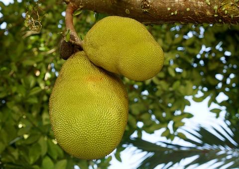 Jaca ajuda a eliminar toxinas do corpo; conheça mais benefícios