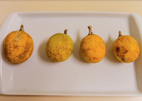 Fruto nativo da Amazônia tem três vezes mais vitamina C que a laranja; saiba qual