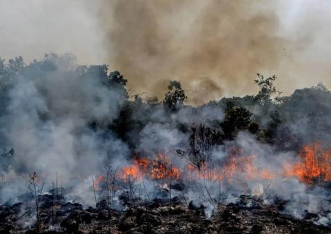 Desmatamento da Amazônia leva Nestlé e H&M a rever fornecedores