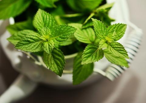 Saiba como usar o hortelã para espantar as baratas da sua casa