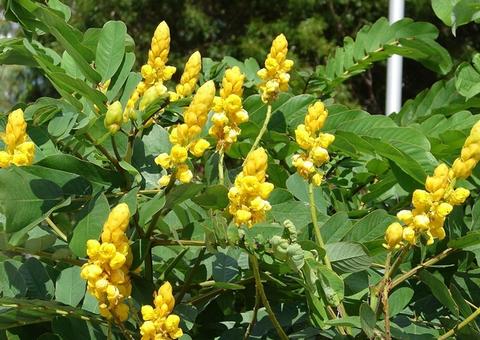  Chá de sene combate a prisão de ventre; conheça mais benefícios