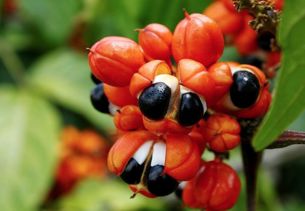 Projeto pretende ampliar produção do guaraná em seis municípios do Amazonas 