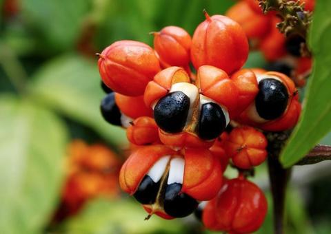 Projeto pretende ampliar produção do guaraná em seis municípios do Amazonas 