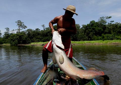 Manejo do pirarucu apresenta aumento de 29% no Amazonas 