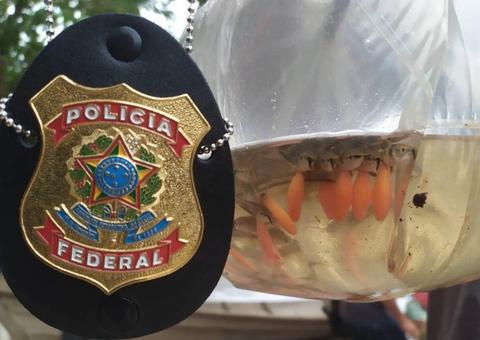 Polícia Federal prende dupla com 10 mil peixes ornamentais no Amazonas 