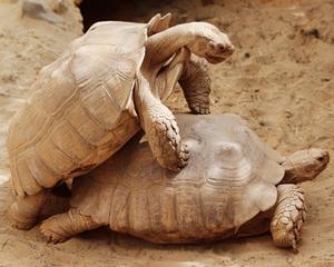 Risco à vida natural no Amazonas