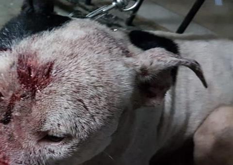 Homem que estava foragido envolvido em rinha de cães é preso