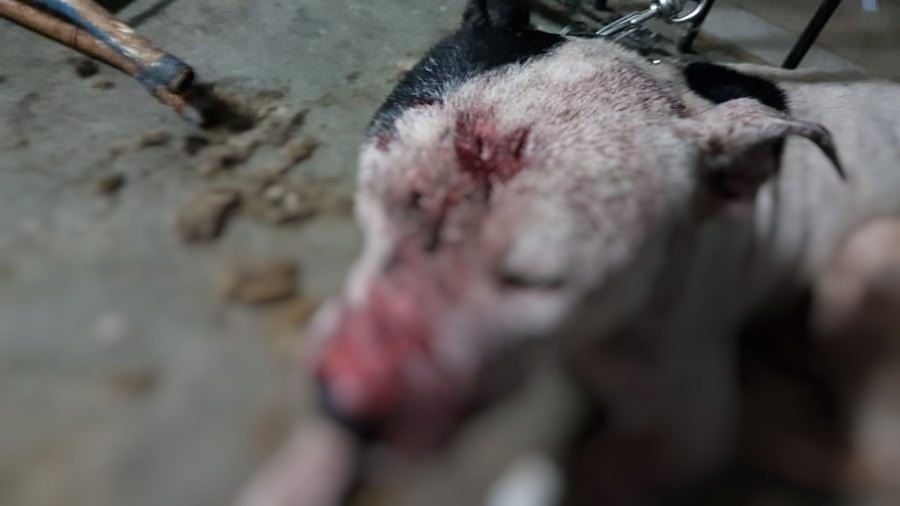 Homem que estava foragido envolvido em rinha de cães é preso