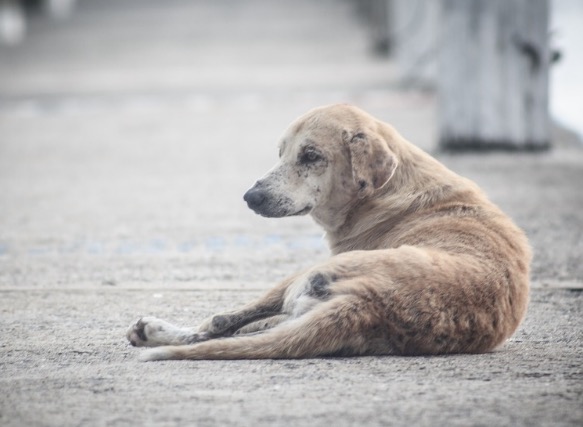 Proposta inclui cuidado com saúde animal entre atividades dos agentes comunitários