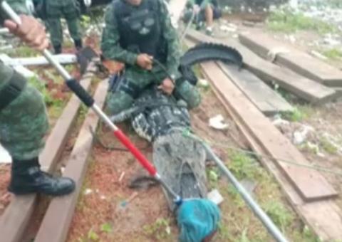 Jacaré gigantesco visto no Rio Negro é capturado em Manaus; veja vídeo