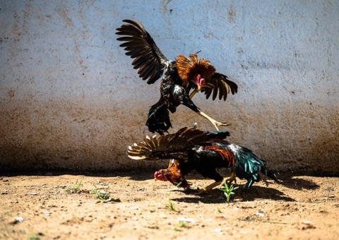 16 homens são presos por participarem de rinha de galos no Amazonas