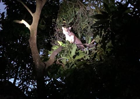 Onça parda sobe em árvore de quintal e assusta moradores