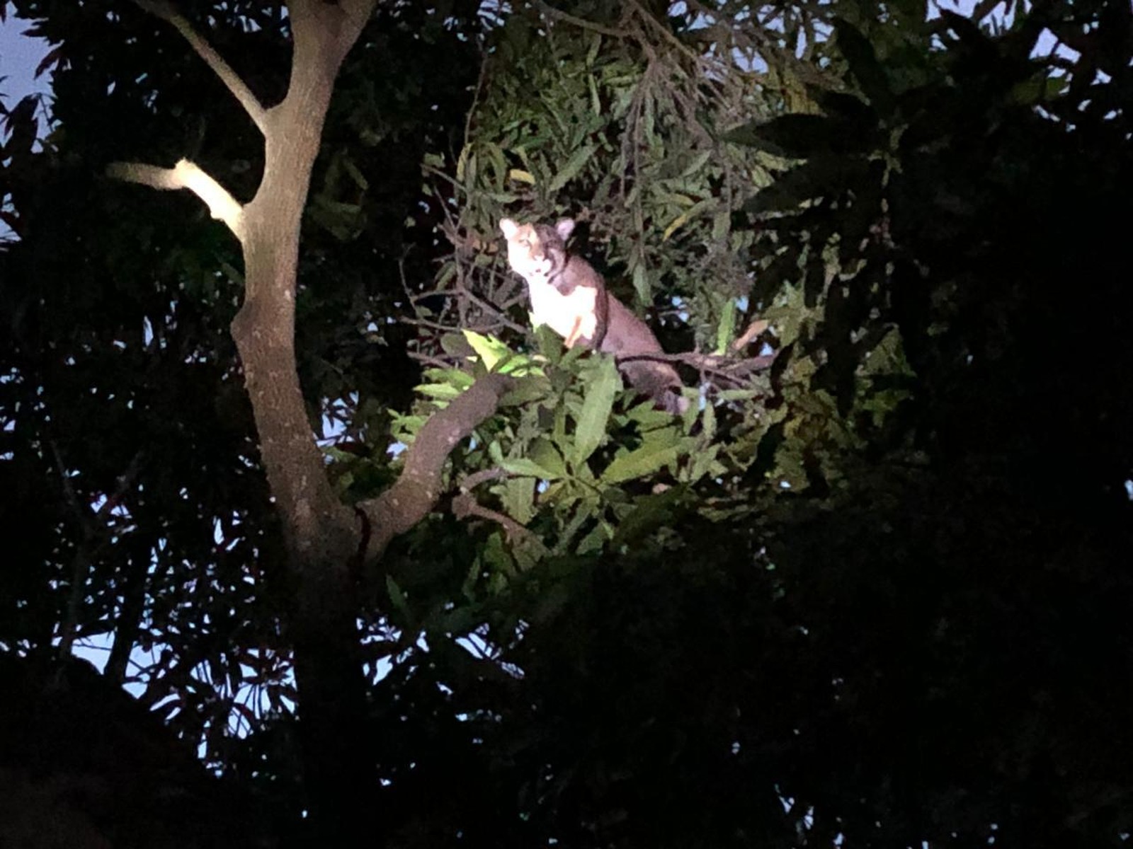 Onça parda sobe em árvore de quintal e assusta moradores