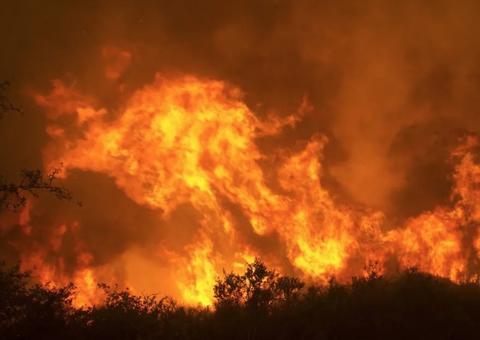 Incêndio em zoológico na Alemanha mata animais