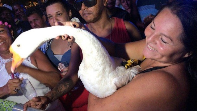 Entenda porque a cabeleireira leva ganso ‘Gianecchini' para festa de revéillon