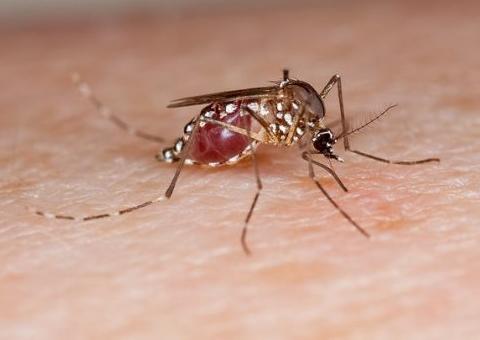 Verão é propício para alta de casos de dengue, chikungunya e zika; veja como prevenir