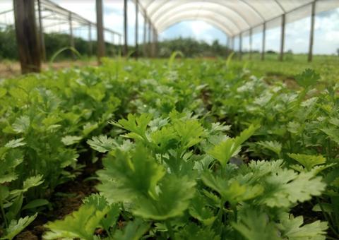 Programa de Regionalização da Merenda Escolar estipula piso mínimo de R$ 400 mil no Amazonas