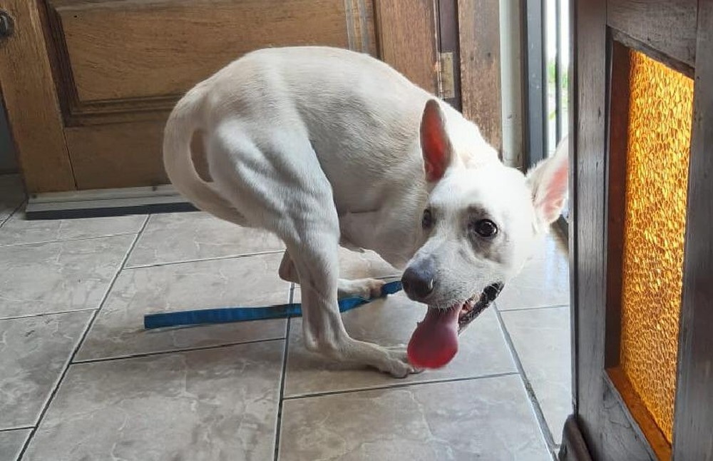 Cachorro com deficiência é abandonado duas vezes no mesmo dia; Veja vídeo 