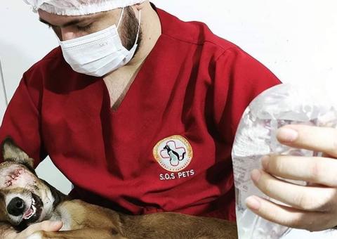 Cadela perde olho após ser atropelada na noite de Ano Novo em Manaus 