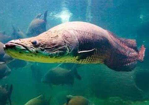 Pirarucu manejado tem garantia de preço mínimo no Amazonas, diz Conab