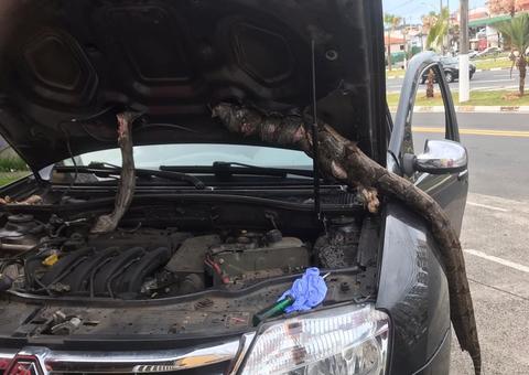 Motorista roda 650 km com jiboia em motor de carro: 'Quase tive um treco'