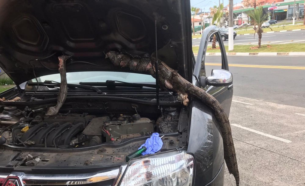 Motorista roda 650 km com jiboia em motor de carro: 'Quase tive um treco'